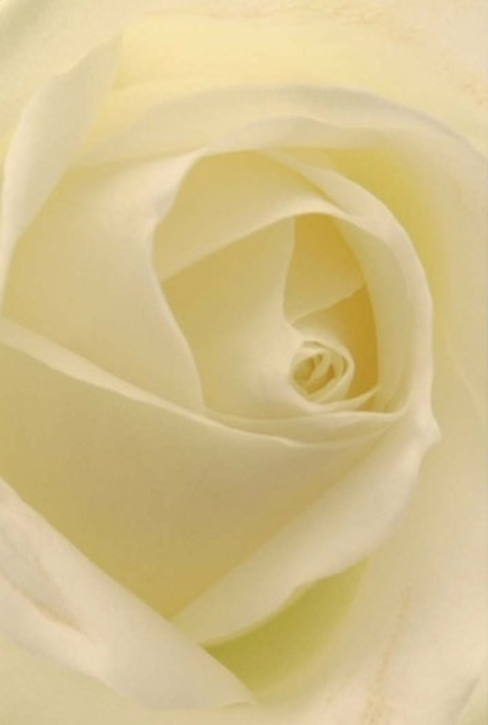 Gazing intently at this luminous white rose, one becomes drawn into the serene complexity at its centre: each petal, gently layered in creamy white and pale gold, is arranged with the kind of precision that signals hours of practice by an experienced Lewisham florist. Hints of sunlight-like those found streaming across local gardens on Albion Way-seem to illuminate the bloom from within, pooling softly in the delicate folds and creating shadows that bring the spiral to life. There is a sense of tranquility, resilience, and honesty in the rose's composition, making it an elegant choice for weddings at Brockley venues or as a heartfelt addition to sympathy bouquets delivered throughout the area. The clean, serene fragrance is subtle yet persistent, filling the air with a quiet assurance-a gentle reminder that some of life's most significant moments are best marked with simplicity and grace. For the people of Lewisham, this rose carries meanings both personal and universal: an apology, a new beginning, an unspoken admiration for a friend or loved one. Even seen in a close portrait, the craftsmanship that shapes this floral masterpiece is evident, reflecting the care and intention behind every arrangement from Lewisham Flowers.